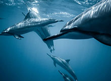 开云体育官网-王全立：“头大”的王楚钦，能否学学樊振东